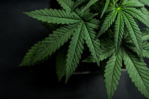 Pot Topics: Legalization of Cannabis